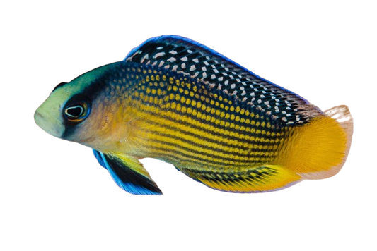Splendid Dottyback