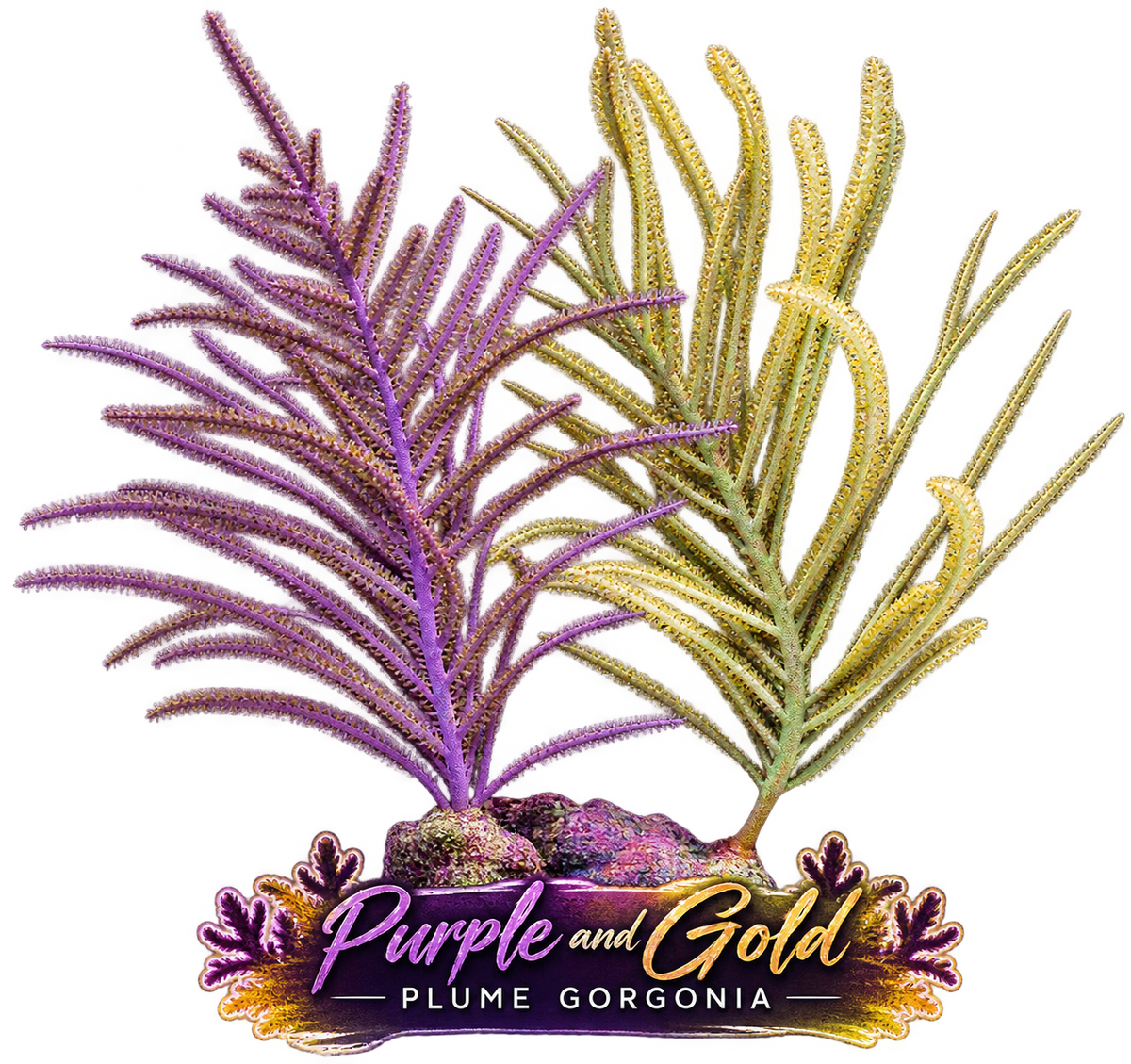 Purple Plume Photosynthetic Gorg - Easy to keep