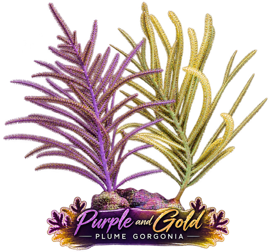 Purple Plume Photosynthetic Gorg - Easy to keep