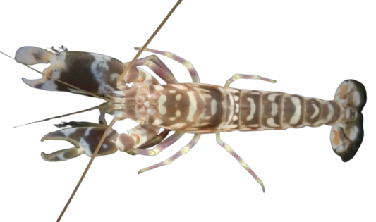 Tiger Pistol Shrimp SM