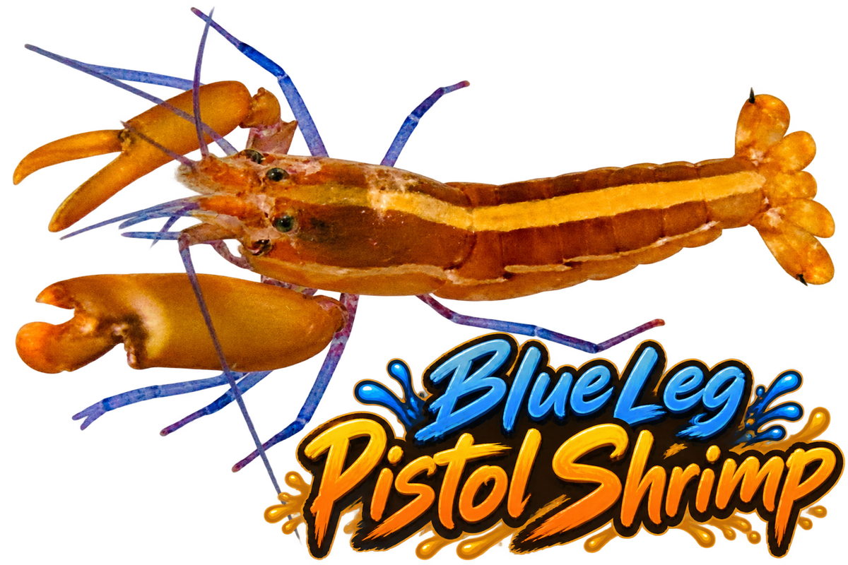 Blue Leg Pistol Shrimp