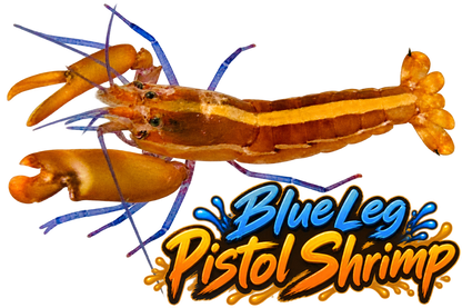 Blue Leg Pistol Shrimp