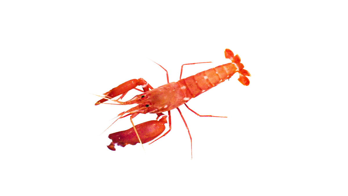 Japanese Red Pistol Shrimp
