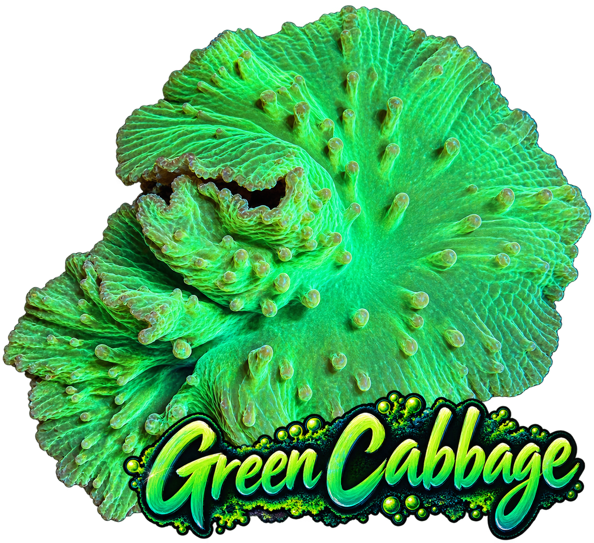 Neon Green Cabbage Colony