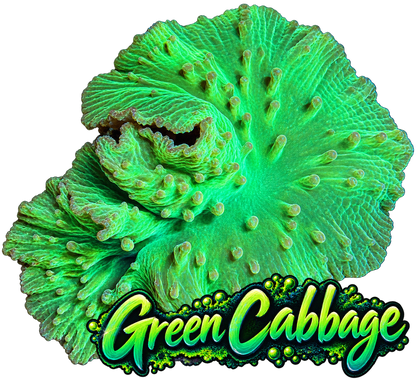 Neon Green Cabbage Colony