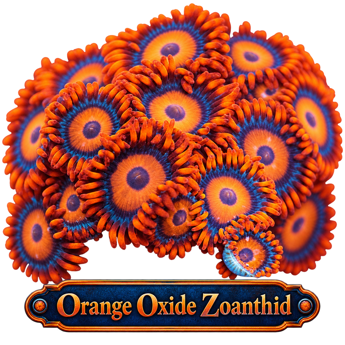 Orange Oxide Zoa Frag