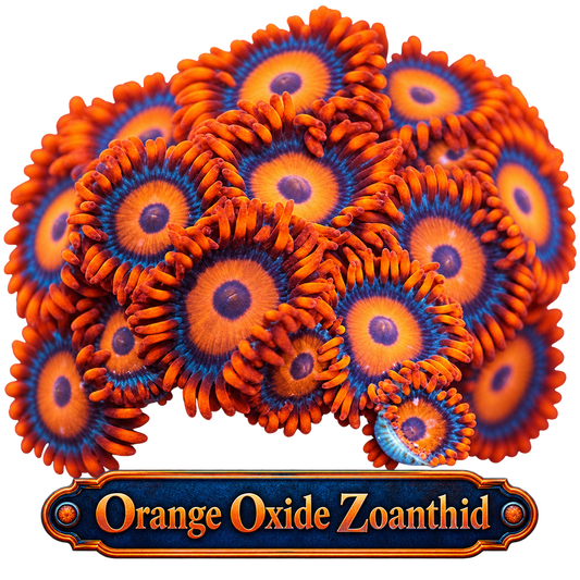 Orange Oxide Zoa Frag