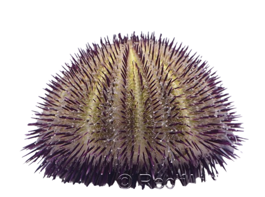 Blue Collector Urchin