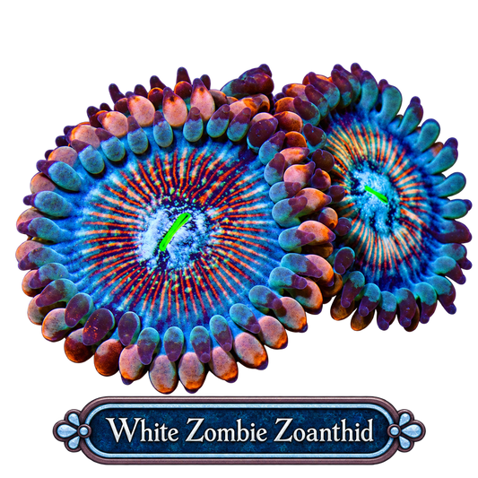 White Zombie Zoa Frag